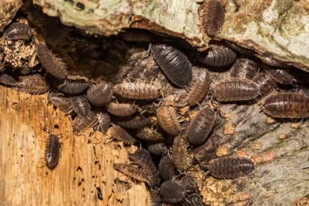 Fully licensed and trained pest control professionals