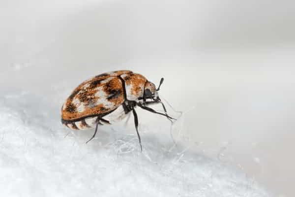 Reliable and efficient pest problem solutions